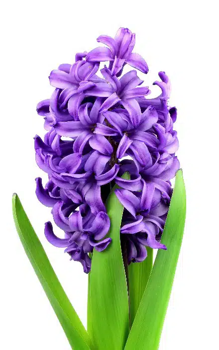 Floral fragrance notes, violet flower on white isolated background.